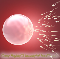 卵子と精子が受精する画像