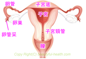 子宮の構造と生理の解説画像