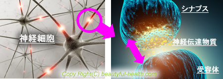 脳の神経伝達を解説した画像
